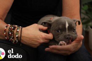 Perrito con labio leporino encuentra su hogar | El Dodo