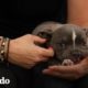 Perrito con labio leporino encuentra su hogar | El Dodo