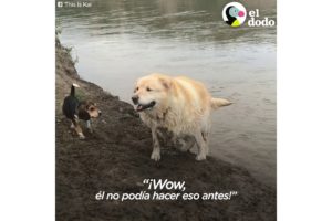 Perro de 173 libras pierde más de la mitad de su peso | El Dodo