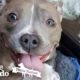 Pit Bull Puppy Has The Stumpiest Little Legs  | The Dodo Pittie Nation