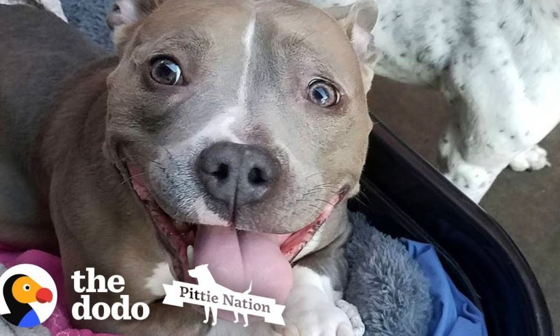 Pit Bull Puppy Has The Stumpiest Little Legs | The Dodo Pittie Nation