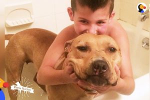 Pit Bull Rescued From Dog Fighting Is The Best Big Sister - KARMA | The Dodo Pittie Nation