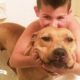 Pit Bull Rescued From Dog Fighting Is The Best Big Sister - KARMA | The Dodo Pittie Nation