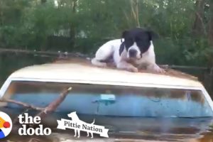 Pit Bull Saved from Hurricane Floods Moments Before it’s too Late | The Dodo Pittie Nation