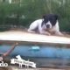 Pit Bull Saved from Hurricane Floods Moments Before it’s too Late | The Dodo Pittie Nation