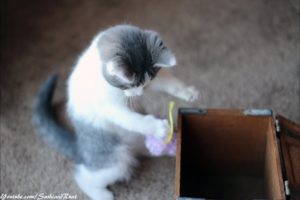 Playful Cute Kitten Sushi Plays with Shoes - Adorable Baby Animals