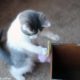 Playful Cute Kitten Sushi Plays with Shoes - Adorable Baby Animals