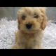 Playing Labradoodle? Puppies That Are Very Cute!