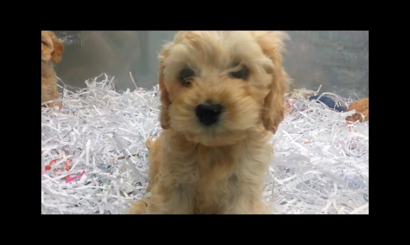 Playing Labradoodle? Puppies That Are Very Cute!