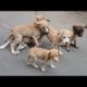 Playing With Cute Stray Dog Puppies On The Streets Of Mumbai India 2016 [HD 1080p]