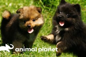 Pomeranian Puppies Meet Some Feathered Friends On Their Farm | Too Cute!