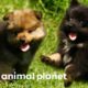 Pomeranian Puppies Meet Some Feathered Friends On Their Farm | Too Cute!