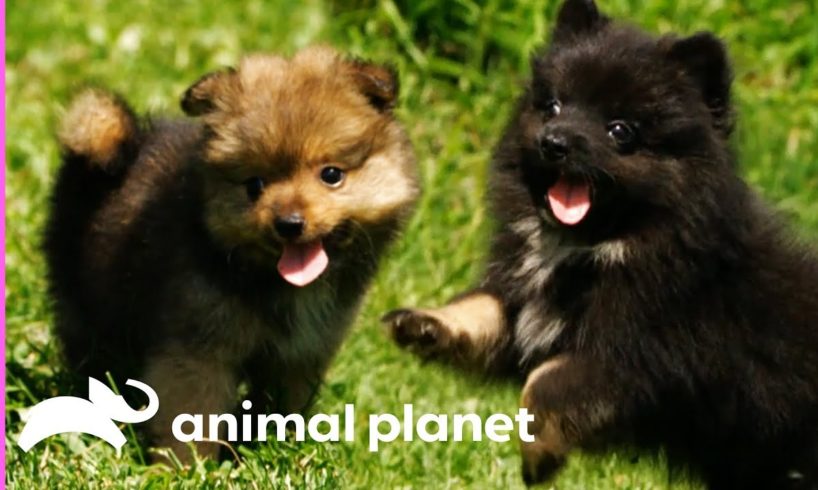 Pomeranian Puppies Meet Some Feathered Friends On Their Farm | Too Cute!