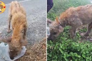 Poor Woman Rescue Homeless Puppies Waking Up In The Online Community