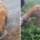 Poor Woman Rescue Homeless Puppies Waking Up In The Online Community