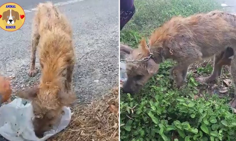 Poor Woman Rescue Homeless Puppies Waking Up In The Online Community