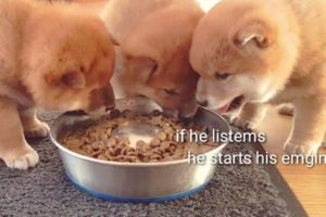 Potats crackin jokes about Daddo / Shiba Inu puppies (with captions)