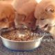 Potats crackin jokes about Daddo / Shiba Inu puppies (with captions)