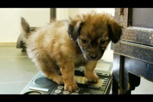 Prank Calling Puppies