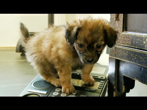 Prank Calling Puppies