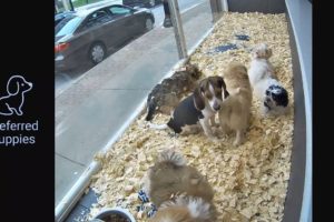 Preferred Puppies Window Cam