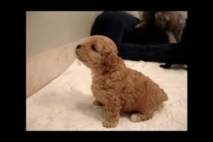 Puppies Crying and Whining Compilation