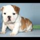 Puppies Growling - A Cute And Funny Puppy Videos Compilation [CUTEST]