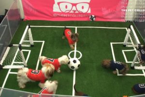 Puppies Play Soccer | Pup Cup 2019