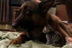 Puppies and Kittens Share Their Love | Too Cute!