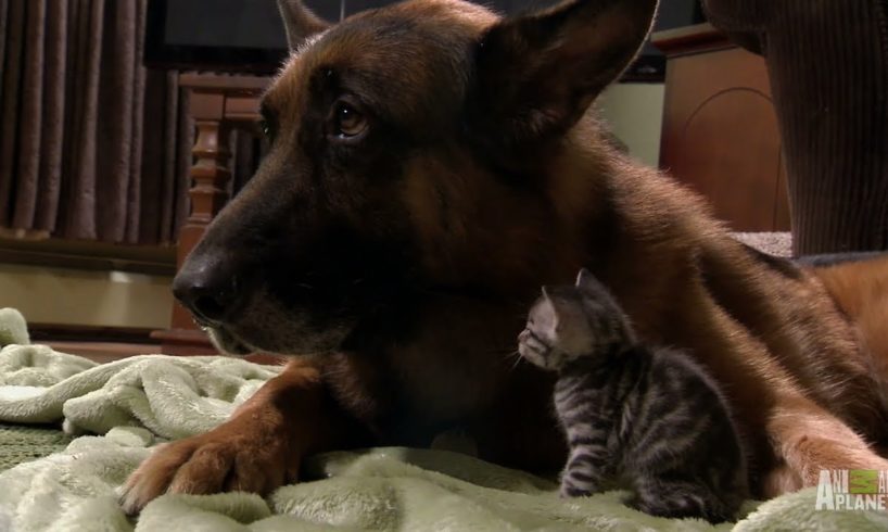 Puppies and Kittens Share Their Love | Too Cute!