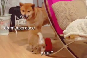 Puppy annoys dad - Shiba Inu puppies (with captions)