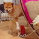 Puppy annoys dad - Shiba Inu puppies (with captions)