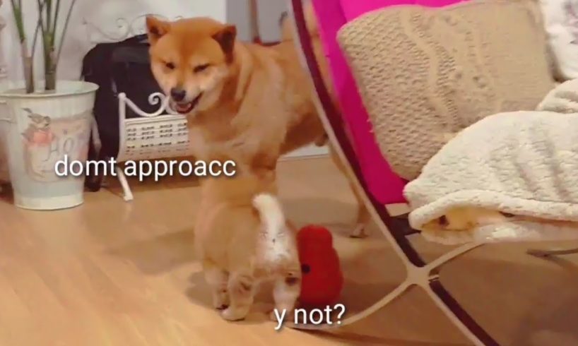 Puppy annoys dad - Shiba Inu puppies (with captions)