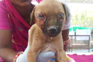 Puppy nearly blinded with maggots in his eyes rescued--watch til end