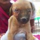 Puppy nearly blinded with maggots in his eyes rescued--watch til end