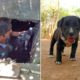 Puppy trapped and drowning deep in sewage line rescued