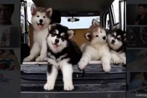 Pups To Melt Your Heart: Cutest Puppies Video Compilation