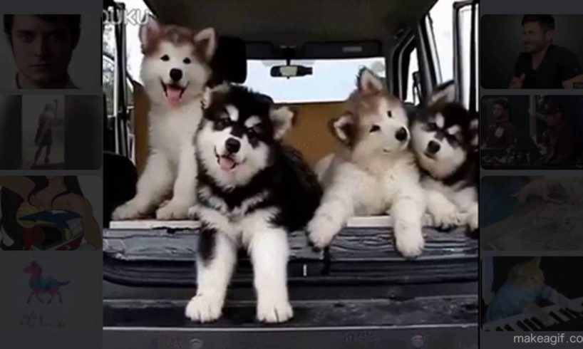 Pups To Melt Your Heart: Cutest Puppies Video Compilation