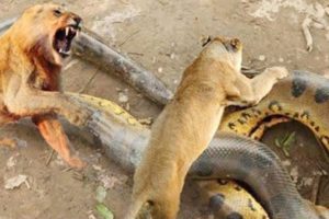 Python vs Lion, Anaconda Real Fights - Lion vs Buffalo, Wild dogs vs Antelope | Animal fights 2018