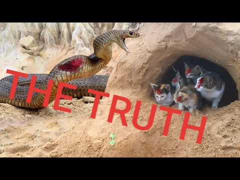 RESCUE VIDEOS EXPOSED