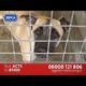 RSPCA Biggest Animal Rescue