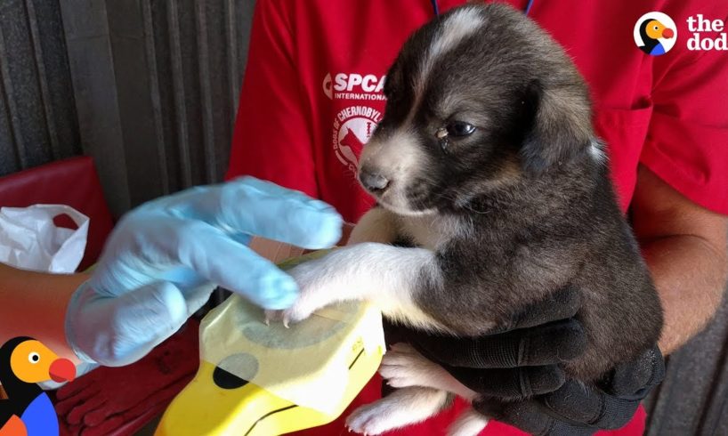 Radioactive Dogs Near Chernobyl Nuclear Plant Are So Grateful for This Man | The Dodo