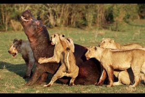 Real Animals Attack Crocodile, lions, anaconda, hippo, python, wild dogs   Animal fights