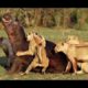 Real Animals Attack Crocodile, lions, anaconda, hippo, python, wild dogs   Animal fights