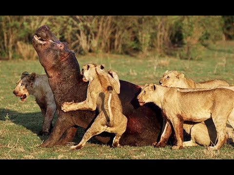 Real Animals Attack Crocodile, lions, anaconda, hippo, python, wild dogs   Animal fights