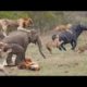 Real Animals Fight Lion Fail Hunting vs Elephant