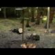 Red Squirrel extreme assault course - Clever Critters - BBC Animals