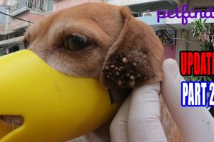 Remove 1.000+ Ticks On Dog's Ears to Save Hearing & Rescue Her Life. Part 2