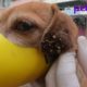 Remove 1.000+ Ticks On Dog's Ears to Save Hearing & Rescue Her Life. Part 2