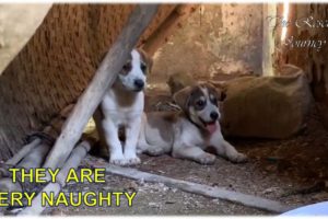 Rescue 3 Naughty Puppies Live In Abandoned House - Treating Homeless Dogs with food